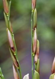 /ARSUserFiles/60280500/Organizational Chart/MPP/bacterial panicle blight- Yabuchi et al. LSU_40.jpg